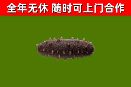 新北市回收海参干